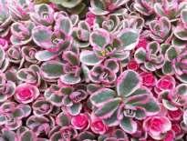 létě oranžovožluté květy, K 9 20 18539 Thymus praecox Coccineus mateřídouška