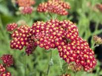 TRVALKY strana 33 18607 Aster dumosus Jenny hvězdnice s karmínově červenými