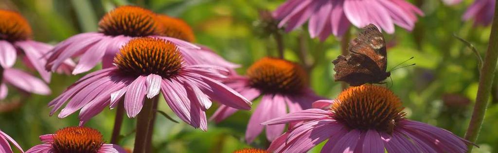Třapatkovka (Echinacea), dříve označovaná jako třapatka nebo také rudbekie (Rudbeckia), je