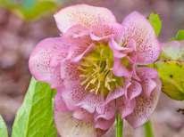 červených odstínech, výborná kulisová trvalka, K 9x9 7 80 18631 Helleborus orientalis Double