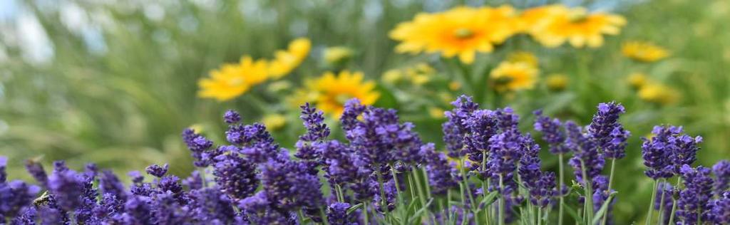 Známá levandule tvoří šedé olistěné aromaticky vonící stálezelené