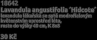 Květ levandule s velmi příjemnou vůní je pro své zklidňující účinky