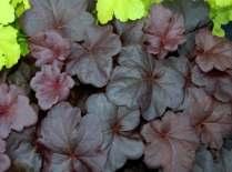 v K 10,5 55 Kč 7 30 18637 Heuchera Obsidian dlužicha s nejtmavšími