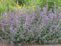 až 90 cm, nenáročný, K 8x8 cm 1863 NOVINKA Lavandula x intermedia