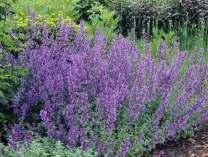 květy, bujnější vrůst, K 9x9 7-9 1866 Liatris spicata Kobold
