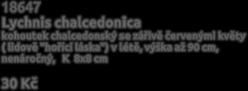 rostlina se šedozelenými lístky, oblíbená kočkami, použítí jako