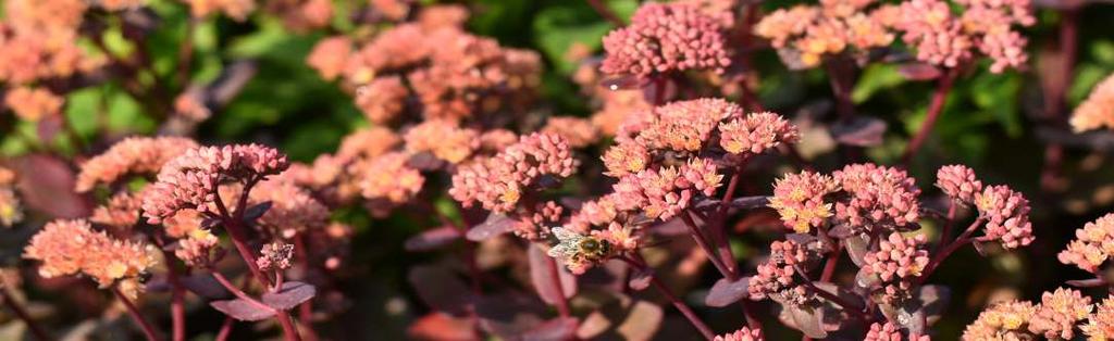 TRVALKY strana 18656 Sedum Xenox Yellow rozchodník s červenými tučnými