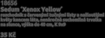 9x9 18653 Phlox paniculata Ditoran plamenka s lososovým květem a malým