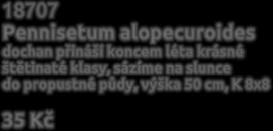 Brzy zjara se krátce sestřihnou a přihnojí. Velké trsy můžeme v tuto dobu dělit.