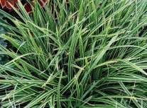 vlhčí zeminu, K 9x9 6-8 30 1870 Miscanthus sinensis Gold Bar ozdobnice s listy výrazně
