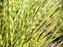 Festuca glauca kostřava modrošedé barvy s úzkými listy tvoří kulatý bochánek cm, výška