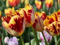 TULIPÁNY jednoduché pozdní strana 5 181