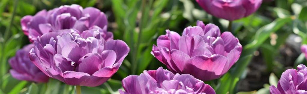TULIPÁNY plné pozdní - pivoňkovité strana