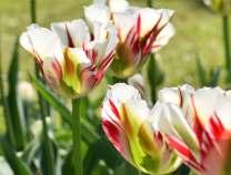Netradiční zelenokvěté tulipány mají jednoduché