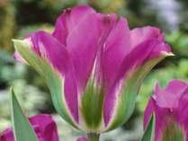 TULIPÁNY Viridiflora strana 9 181 Spring Green