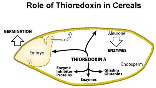 Objevil úlohu thioredoxinu v klíčení semen Trx je signálem pro klíčení semen. V ranné fázi klíčení je thioredoxin redukován pomocí NADPH*, který vzniká metab. reakcemi.