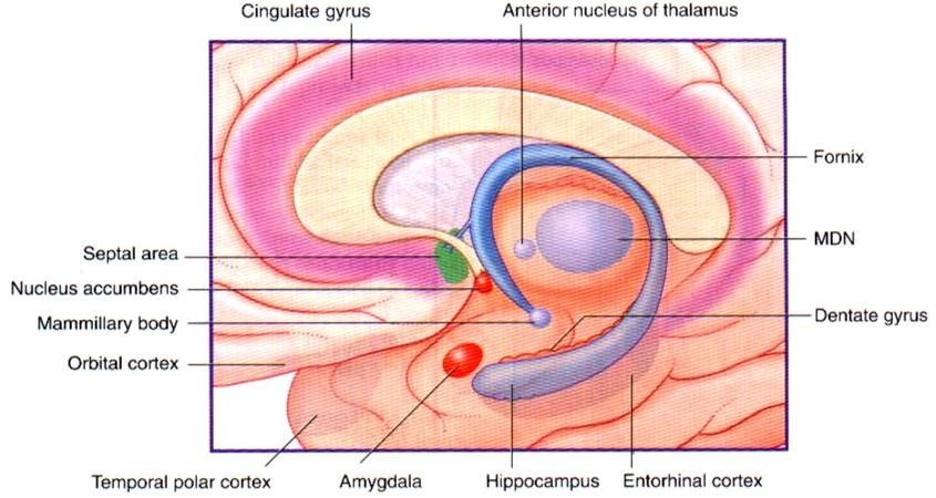 STRUKTURY LIMBICKÉHO PŘEDNÍHO MOZKU FitzGerald MJT et al.