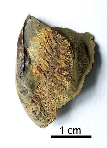 Tabule