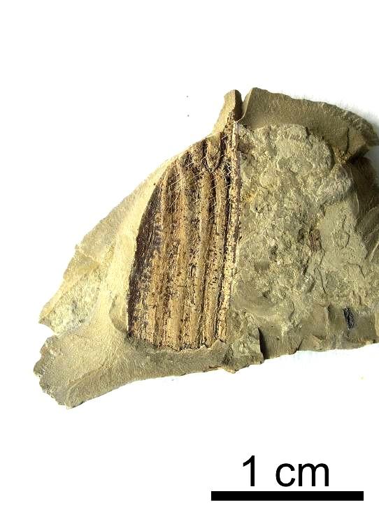 Obr. 2