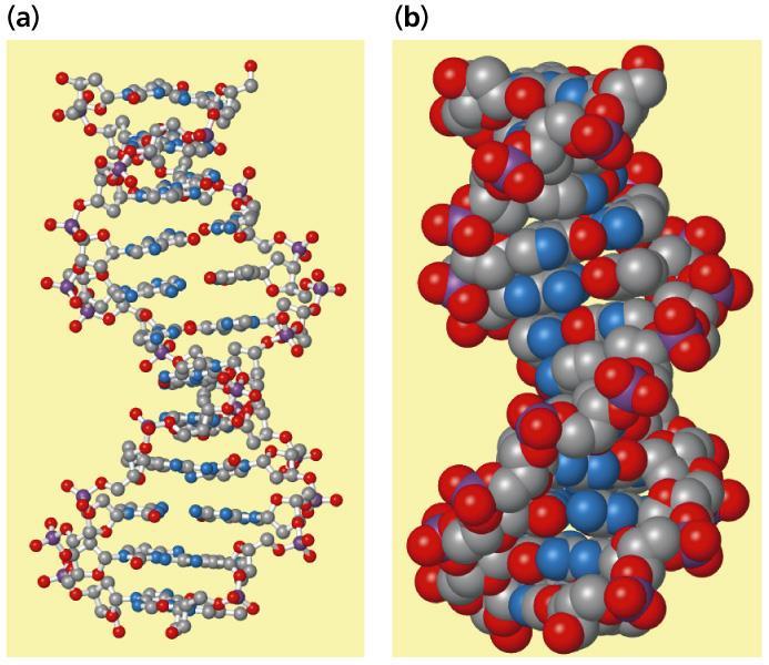 B-DNA http://cwx.pre nhall.