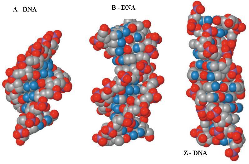A-DNA dehydratovaná, B-DNA běžně se vyskytuje za
