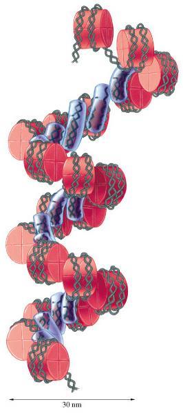 Struktura chromatinu http://cwx.prenhall.