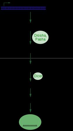 MikroRNA (dle wikipedie) Též mirna neboli microrna jsou jednovláknové řetězce nekódující RNA o délce 21-23 nukleotidů, které se