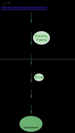 MikroRNA (dle wikipedie) Též mirna neboli microrna jsou jednovláknové řetězce nekódující RNA o délce 21-23 nukleotidů, které se