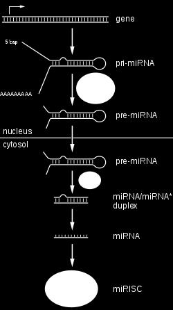 Po úpravách nukleázami Drosha a Pasha premirna vstupuje do cytoplazmy, kde interaguje s endonukleázou jménem Dicer za vzniku mirna,