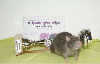 vystavovatele Ferid of Lavan foto