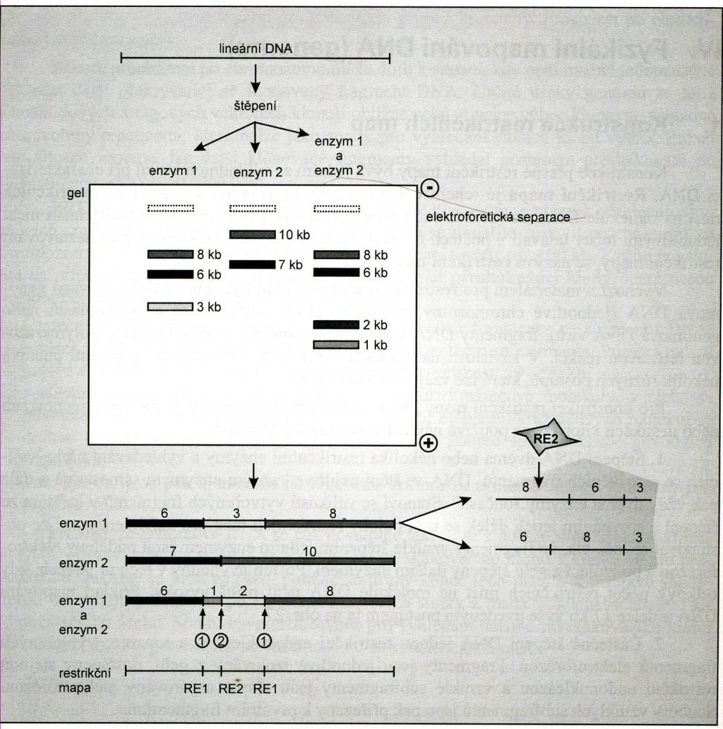 Konstrukce restrikční mapy kombinovaným štěpením dvěma restrikčními enzymy. Štěpení molekuly DNA enzymem 1 vedlo ke vzniku 3 kb, 6 kb a 8kb fragmentů.