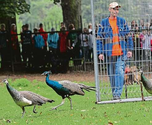 Do Karviné je přivezli na konci dubna mniši z Rajhradu. VKarviné se pak měli pávi ve speciální voliéře pár týdnů aklimatizovat.