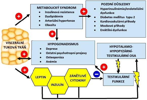 TESTOSTERON A TKÁŇ PROSTATY (PT) Testosteron a zejména jeho metabolit dihydrotestostosteron se váže na receptory prostatické tkáně, ovlivňuje adrenoreceptory epiteliálních buněk močového měchýře a