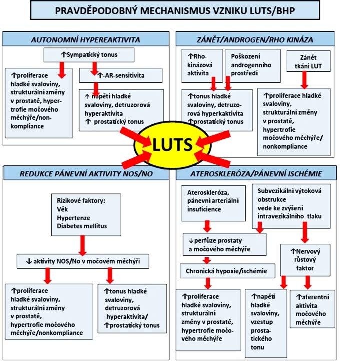 29 METS, HYPOGONADIZMUS A LUTS BHP Z výše uvedeného lze vyvodit souvislost mezi METS, LUTS BHP a hypogonadizmem.