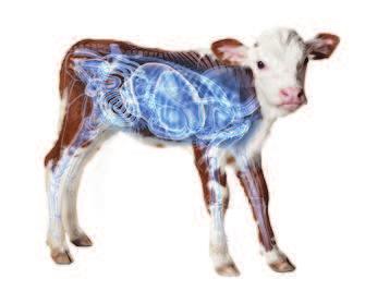 PASIVNÍ IMUNITA TELAT přijetí již hotových protilátek z mleziva, ochrana telete 2 až 6 (8) týdnů (doba závisí na množství přijatých protilátek z mleziva), tvorba vlastních Ig od 2.