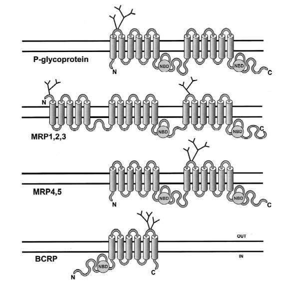 P-glykoprotein (MDR1, ABCB1) MRP 1-3 (ABCC1-3) (multidrug resistance protein) MRP 4-5