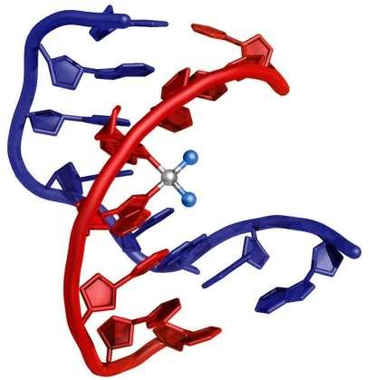 Pt-adukty (intrastrand) vedou k distorzi dvoušroubovice DNA (včetně mtdna) Inhibici
