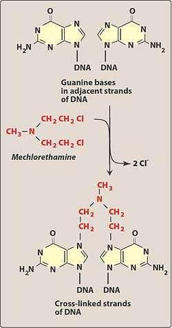 Mechanismus účinku alkylačních látek Vznik INTERSTRAND Mechanism (meziřetězcového) of intramolecular bridging crosslinku of DNA by