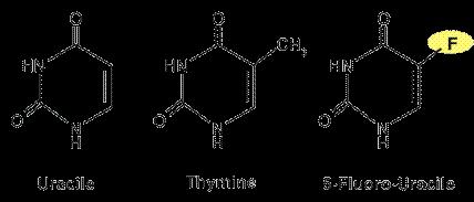 ANTIBÁZE (antipuriny) 5-FU (5-fluorouracil) Funguje jako Inhibitor tymidylát syntázy, která při reakci dump na dtmp nahrazuje vodík na pozici 5