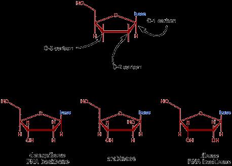(DEOXY)