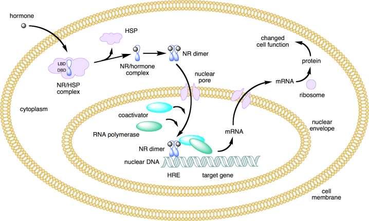 Estrogenový receptor (exprese, mutace) Koaktivátory, korepresory (exprese, mutace)