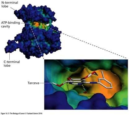 Inhibitroy tyrozinkináz Cílená léčiva s jedním, nebo malým počtem cílů.