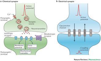 tvořeny presynaptickou membránou axonu, který do synapse podněty přivádí a postsynaptickou membránou dendritu (axonu), který podněty přijímá. Pomocí chemických a elektrických synapsí (Obr.