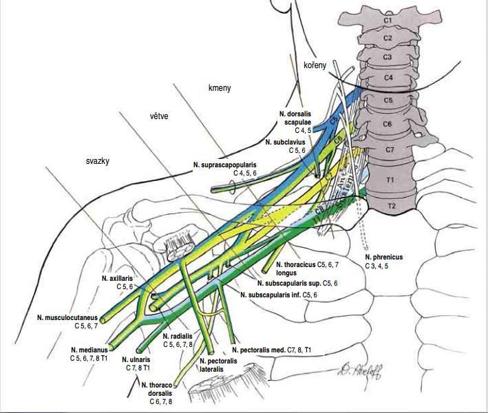 n.ulnaris, část n.medianus, n. cutaneus medialis a n cutaneus antebrachii medialis. Z fasciculus lateralis odstupuje další část n.medianus a n. musculocutaneus. Z fasciculus posteriori odstupuje n.