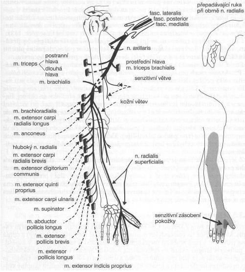 Obr.5: N.