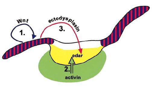 vývoje jsou Edar a Edaradd exprimovány ve sklovinném uzlu, zatímco Eda ve vnějším sklovinném epitelu (Tucker et al., 2000).