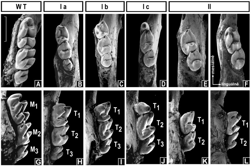 (obr. 13). Jednotlivé morfotypy lze odlišit již prenatálně od ED 15,5 (Peterkova et al., 2002a) (obr. 12). Obrázek 13. Morfotypy funkční Tabby dentice.