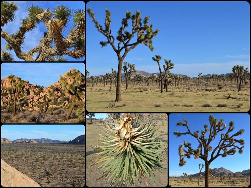 Roztodivné stromy Joshua Tree Pokud máte čas nebo projíždíte kolem: Escalante Fanoušci ﬁlmu 127 hodin si tohle místo rozhodně nesmí nechat ujít.
