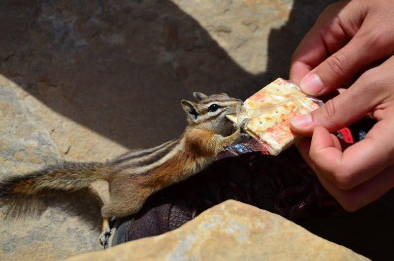 Čipmank na Angels Landing trailu, málem nám vlezli až do batohu Bryce Canyon Na to, co eroze půdy vytvořila v tomto údolí jsme hleděli s otevřenými ústy.