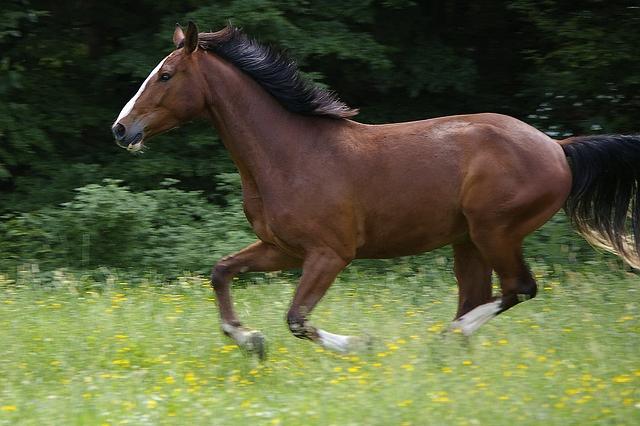 000 Podnik D 15 000 De minimis - závěr Jeden veřejný podnik